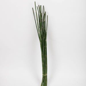 FEUIL. SNAKEGRASS 75